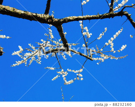 うめ 春告草 ソシンロウバイ 88232160