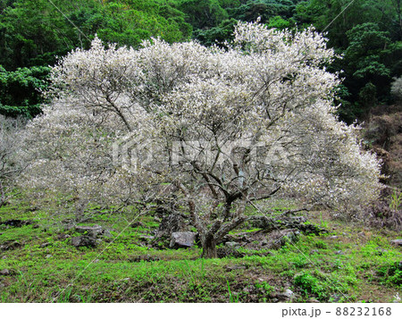 うめ 春告草 ソシンロウバイ 88232168