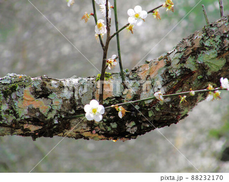 うめ 春告草 ソシンロウバイ 88232170