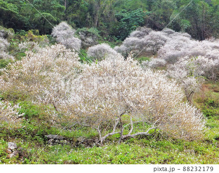 うめ 春告草 ソシンロウバイ 88232179