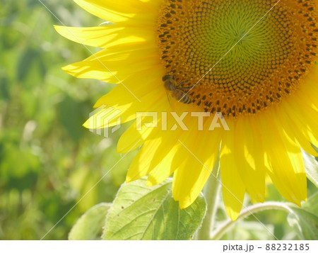 ひまわりと蜂の写真素材 [88232185] - PIXTA