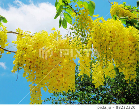 花 フラワー お花 88232220