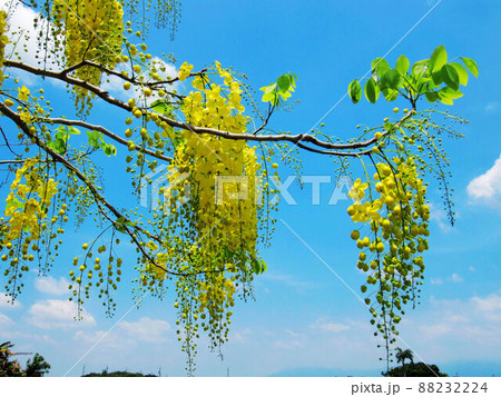 花 フラワー お花 88232224