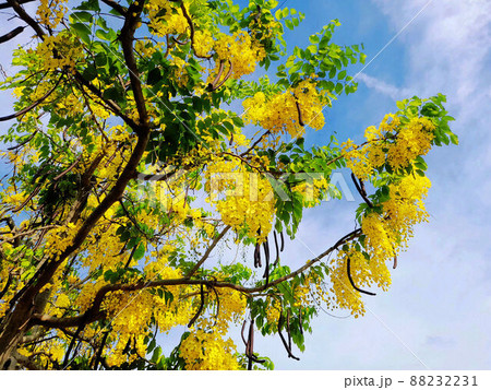 花 フラワー お花 88232231