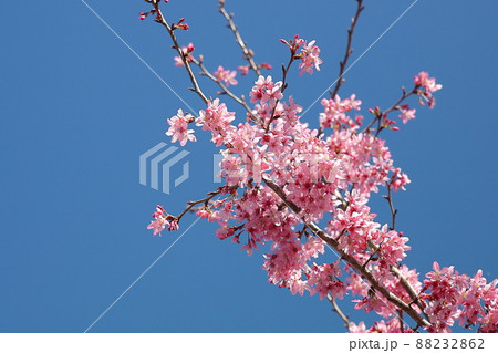 花 フラワー お花 88232862