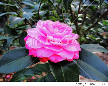 お茶の花 ツバキの花 椿の葉 88233074