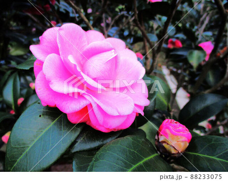 お茶の花 ツバキの花 椿の葉 88233075