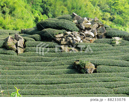 茶畑 紅茶農園 茶園 88233076