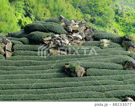 茶畑 紅茶農園 茶園 88233077