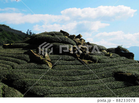 茶畑 紅茶農園 茶園 88233078