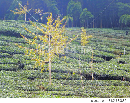 茶畑 紅茶農園 茶園 88233082