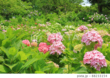 紫陽花　6月 88233154