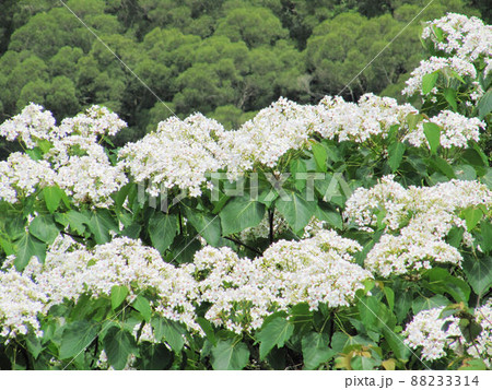 アブラギリ 植物 工場 88233314