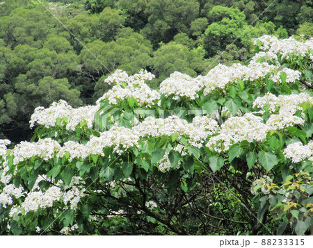 アブラギリ 植物 工場 88233315