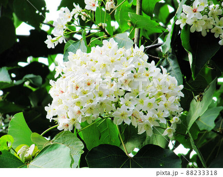 アブラギリ 植物 工場 88233318
