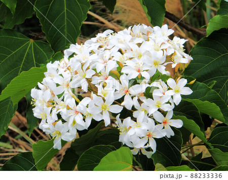 アブラギリ 植物 工場 88233336