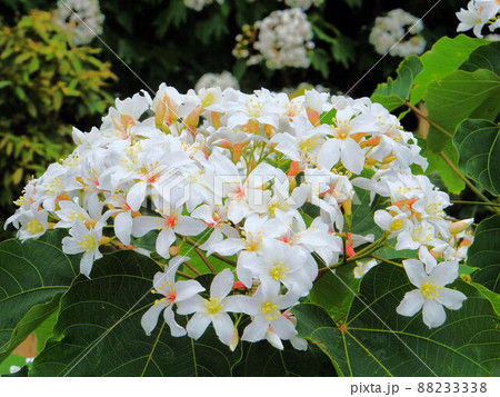 アブラギリ 植物 工場 88233338