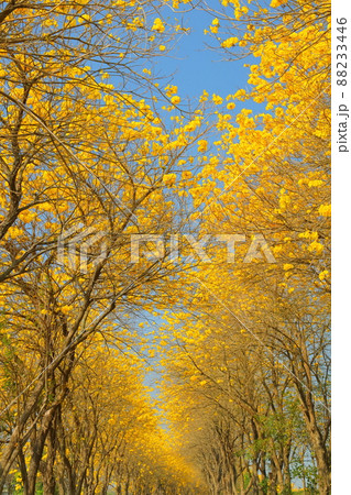 黄色 イエロー 黄色い 88233446