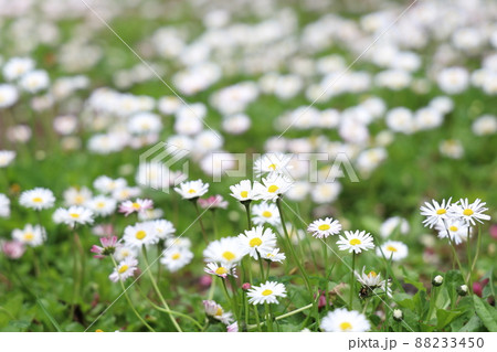 花 フラワー お花 88233450
