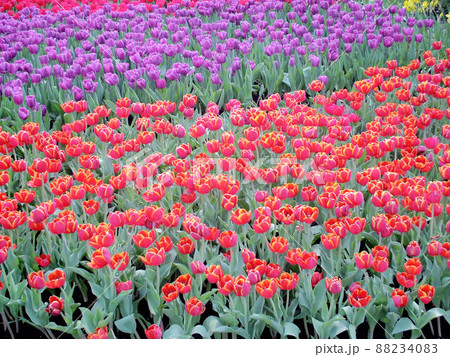 花 フラワー お花 88234083