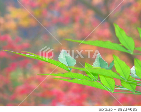 植物 工場 プランツ 88234085