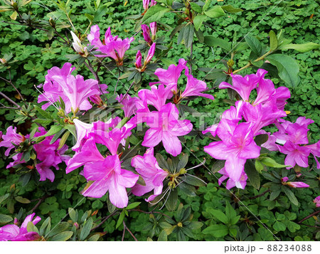 花 フラワー お花 88234088