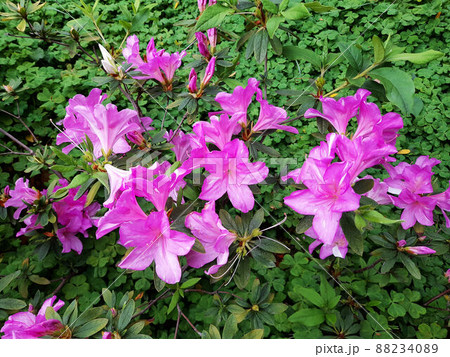 花 フラワー お花 88234089