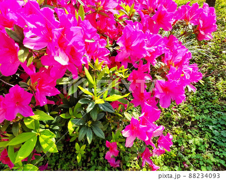 花 フラワー お花 88234093