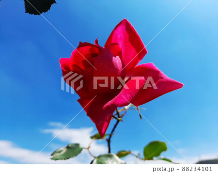 花 フラワー お花 88234101