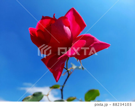 花 フラワー お花 88234103