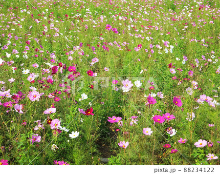 花 フラワー お花 88234122