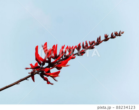 花 フラワー お花 88234123