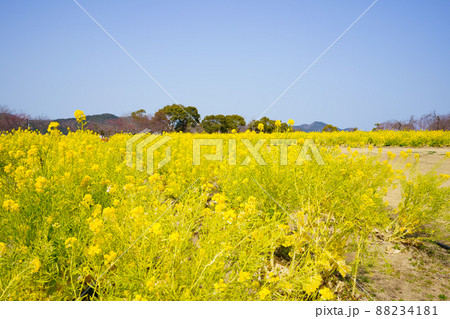 菜の花畑 鳴門ウチノ海総合公園(徳島県鳴門市) 菜の花畑 鳴門ウチノ海総合公園(徳島県鳴門市) 88234181