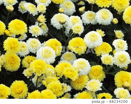 花 フラワー お花 88234200