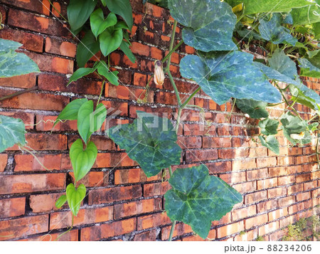 植物 工場 プランツ 88234206