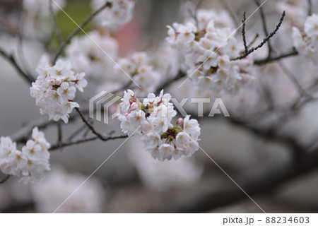 桜 88234603