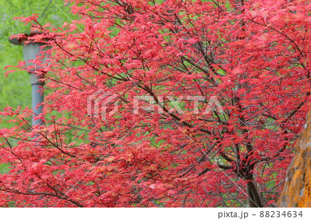 秋 あき 秋の 88234634