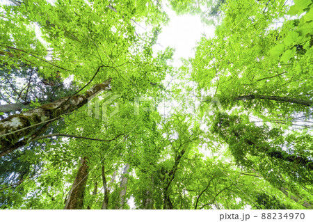 但馬高原植物園和池の大カツラ 88234970