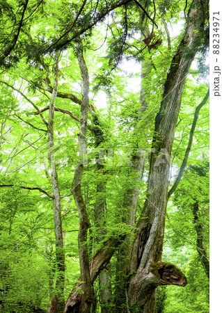 但馬高原植物園和池の大カツラ 88234971