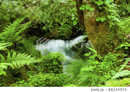 但馬高原植物園和池の大カツラ 但馬高原植物園和池の大カツラ 88234973