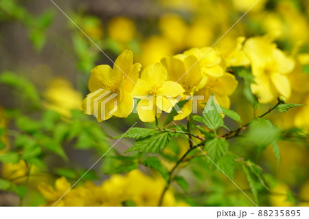 ヤマブキ 88235895