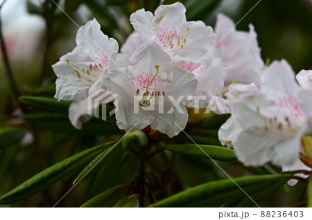 シャクナゲ公園より 88236403