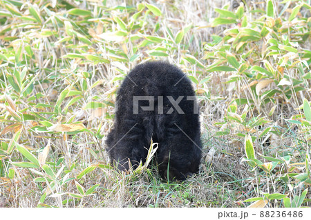 ヒグマのお尻 88236486