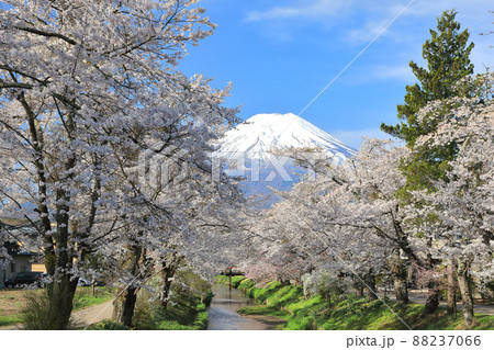 山梨県忍野村の春爛漫散策路(桜咲く新名庄川) 山梨県忍野村の春爛漫散策路(桜咲く新名庄川) 88237066