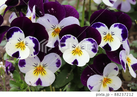 日本の早春の庭に咲くカラフルなパンジーの花 88237212