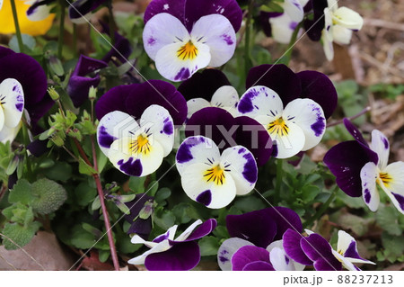 日本の早春の庭に咲くカラフルなパンジーの花 88237213