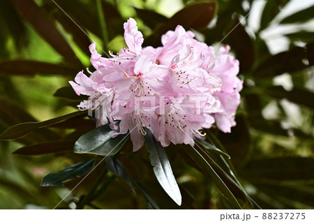 松隣寺のシャクナゲ 88237275