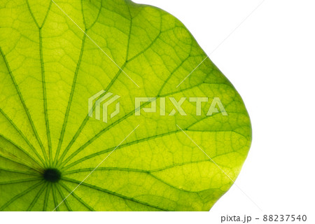 Lotus leaf texture. 88237540