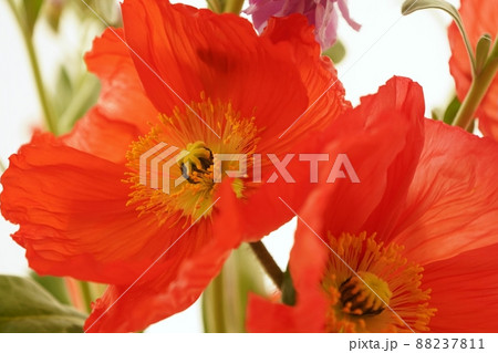 カラフルなポピーの花 カラフルなポピーの花 88237811
