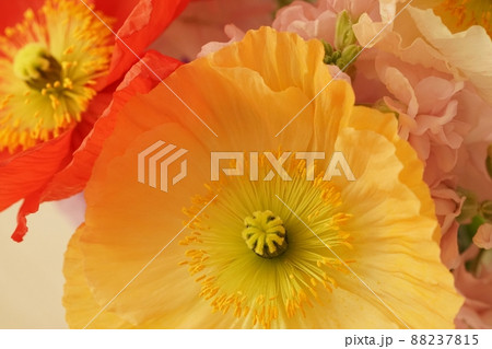 カラフルなポピーの花 88237815